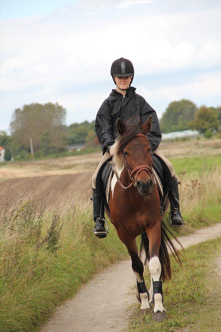 Anden særlig race Vedhaugegårds High Five SOLGT billede 6