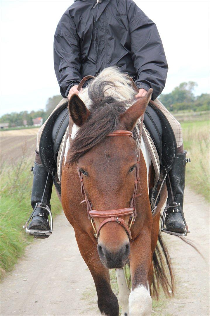 Anden særlig race Vedhaugegårds High Five SOLGT billede 7