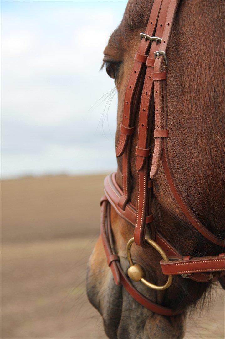 Anden særlig race Vedhaugegårds High Five SOLGT billede 8