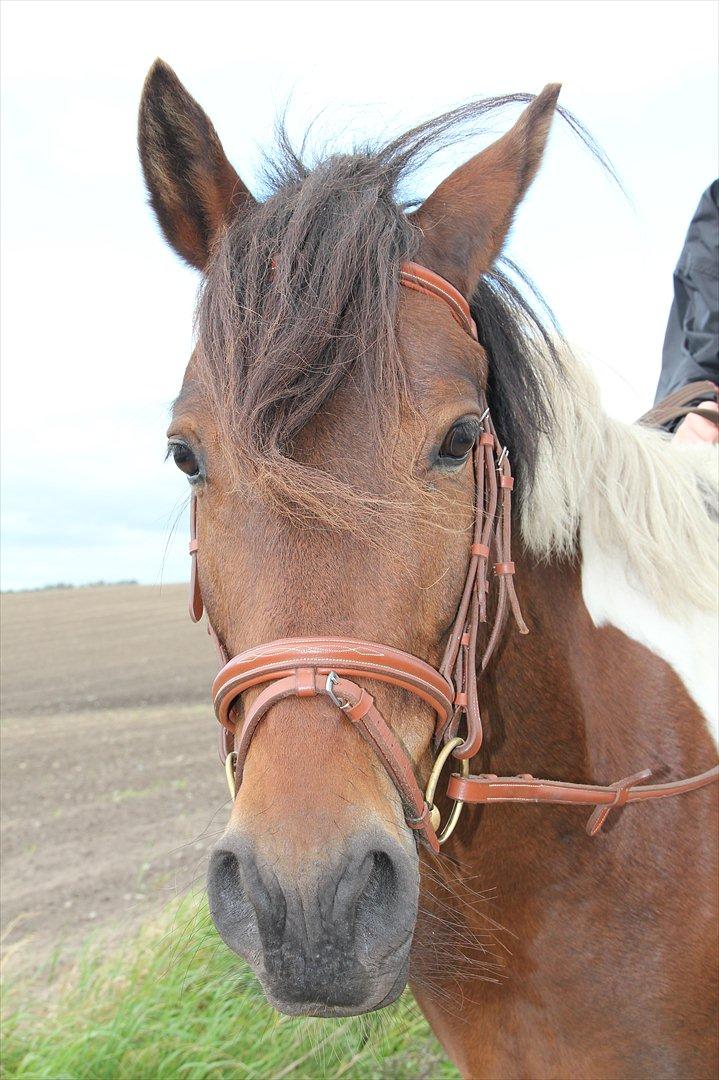 Anden særlig race Vedhaugegårds High Five SOLGT billede 9