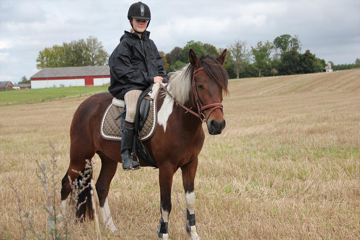 Anden særlig race Vedhaugegårds High Five SOLGT billede 10
