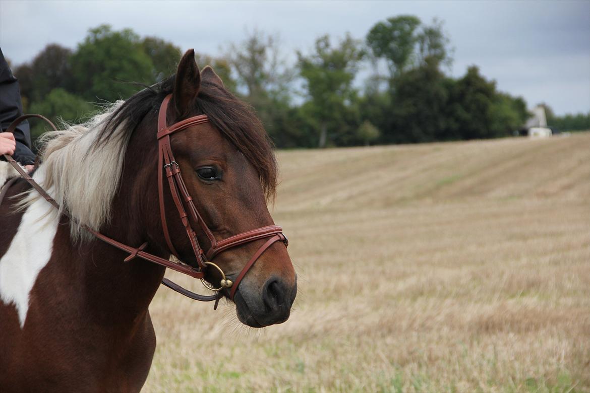 Anden særlig race Vedhaugegårds High Five SOLGT billede 11
