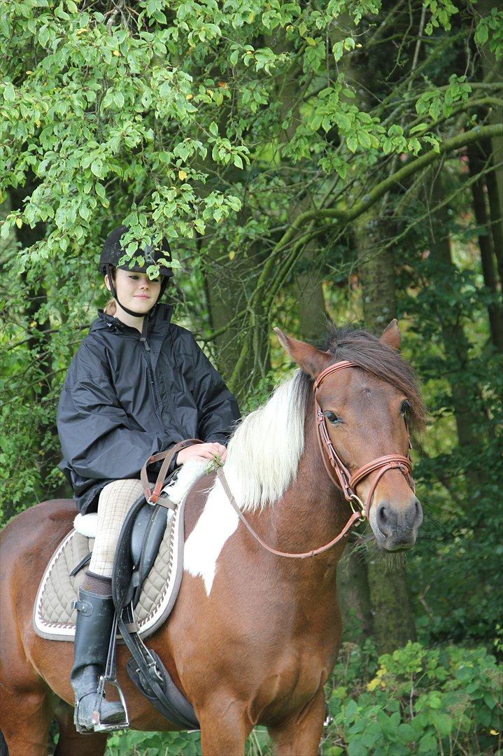 Anden særlig race Vedhaugegårds High Five SOLGT billede 12