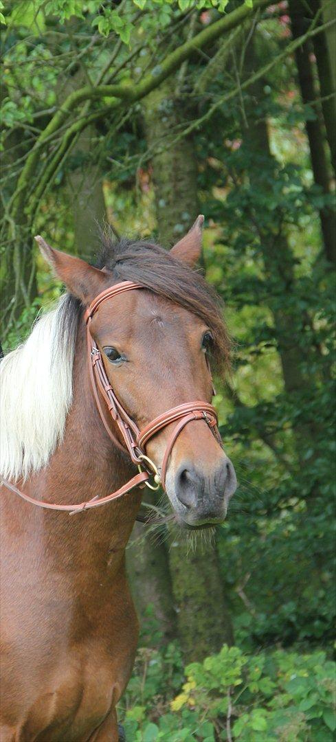 Anden særlig race Vedhaugegårds High Five SOLGT billede 13