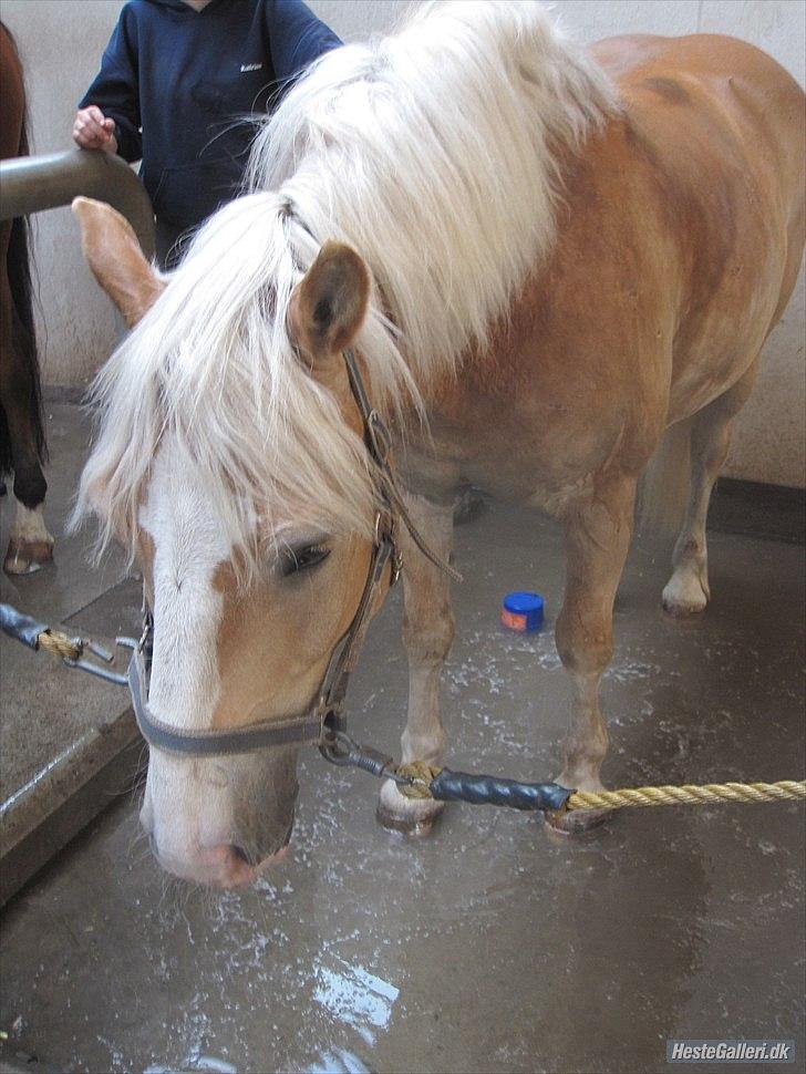 Haflinger Nico (gl. lånepony) - Fodbad :D billede 11