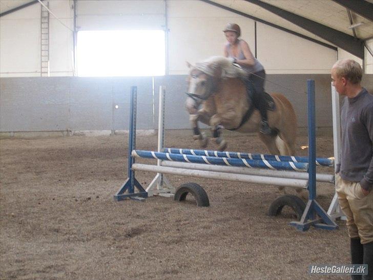 Haflinger Nico (gl. lånepony) - Savner at springe på min lille fyr <3 billede 12