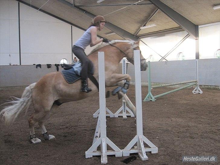 Haflinger Nico (gl. lånepony) - Mere spring! <3 billede 13