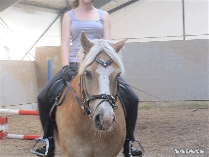 Haflinger Nico (gl. lånepony) - Flotte fyr <3 billede 14