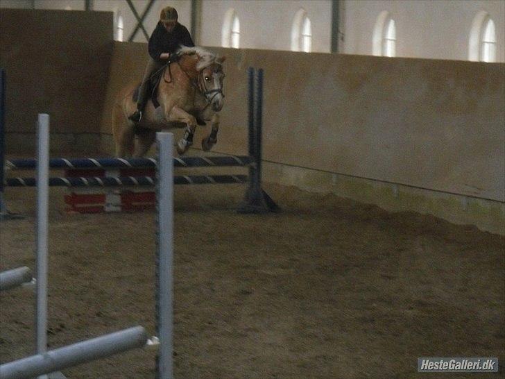 Haflinger Nico (gl. lånepony) billede 15