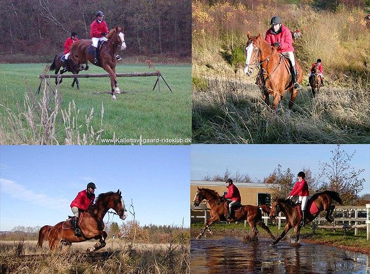 Hannoveraner blanding Yes-Mann - Yesser og gammel ejer til jagt i Kallehavegaard tilbage i 2004 :-) billede 15