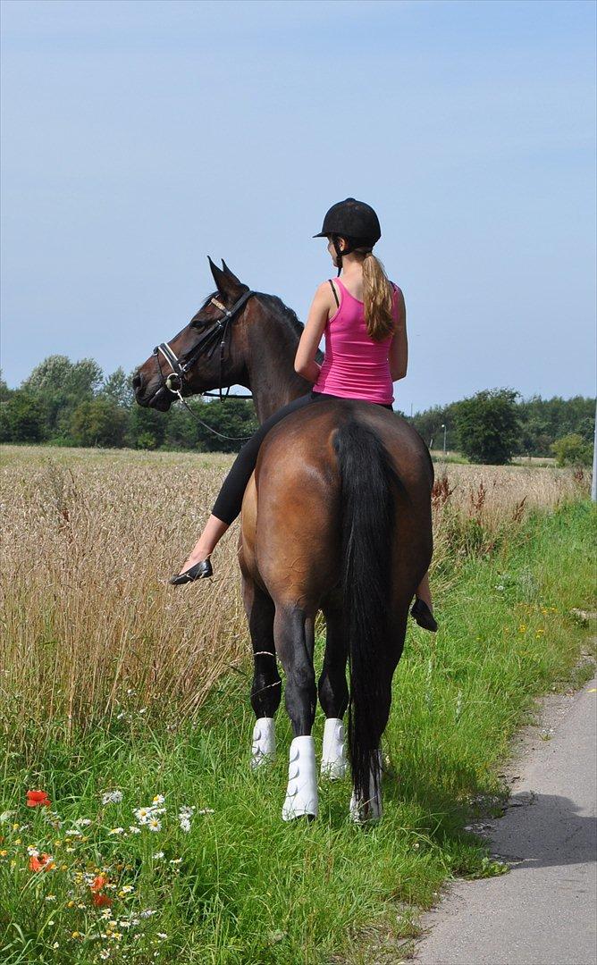 Dansk Varmblod Marco Bell - Vi ses min skat, og når vi gør, så vil jeg aldrig vige fra din side igen!<3 billede 20