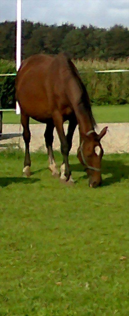 Dansk Varmblod Rusla Boesgaard - d.24/09 2011 billede 4