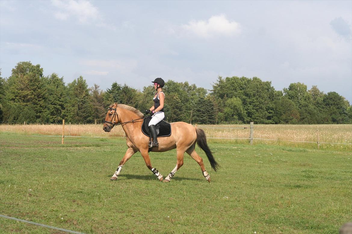 Anden særlig race Nuggi - Ridelejr 11

Dressur opvisning billede 9