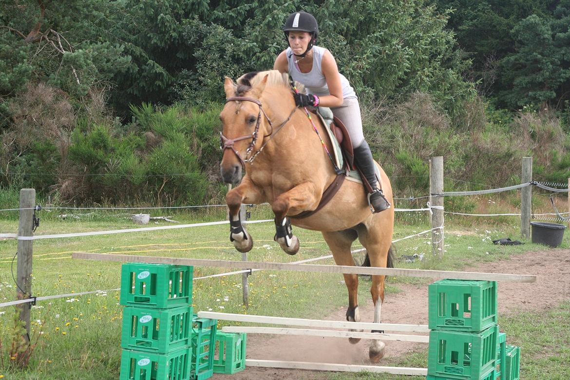 Anden særlig race Nuggi - Ridelejr 11

Springer tribblebar på omkring 85cm billede 7