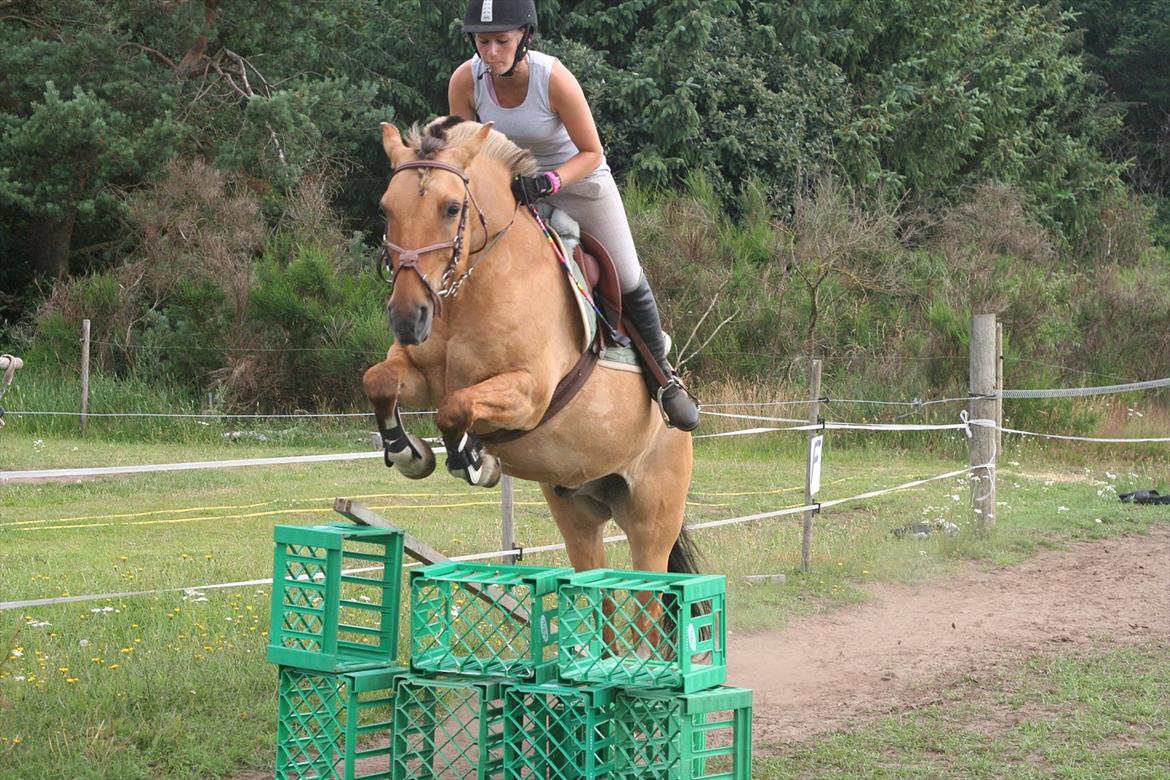 Anden særlig race Nuggi - Ridelejr 11

Springer smalt kasse spring billede 6