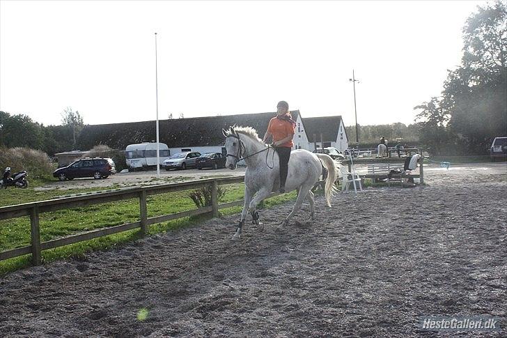 Anden særlig race JUNIQUE - 13) Galop på Junique uden sadel :D Foto: Patricia billede 13