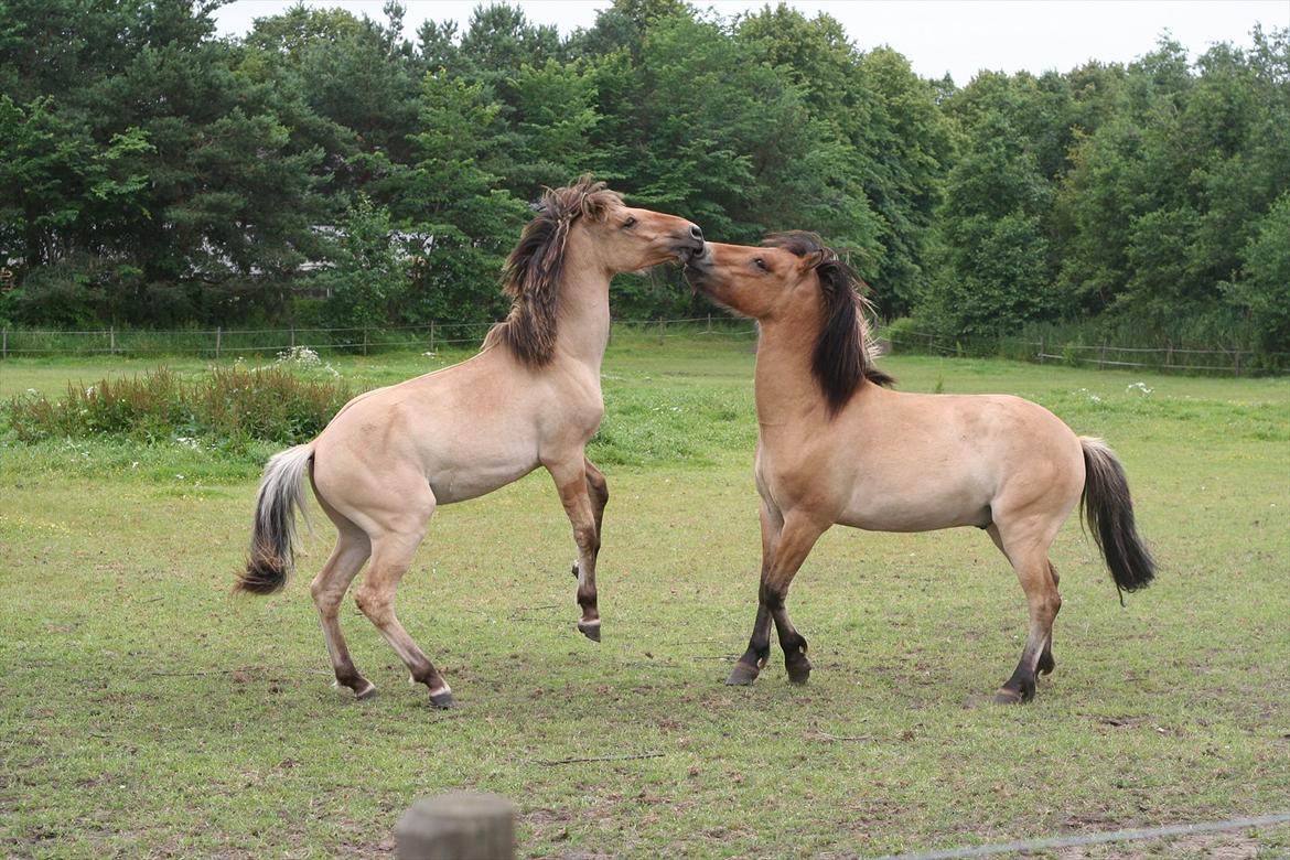 Anden særlig race Sexy Lover - Ridelejr 11

Søn og far leger vildt billede 8