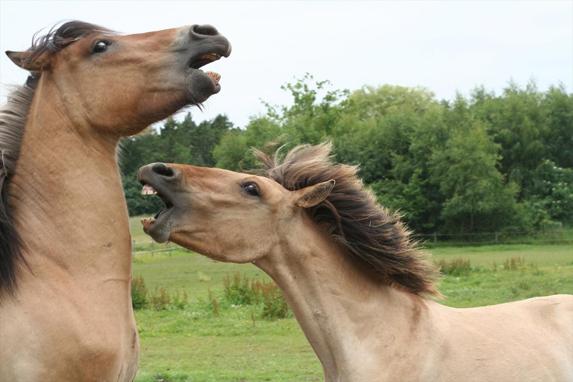 Anden særlig race Sexy Lover - Ridelejr 11

Lover angriber sin far xD billede 9