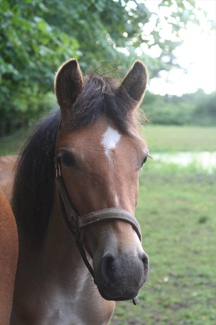 Anden særlig race Bella-Luna - Ridelejr 11

Bella-Luna til afslutnings festen billede 14