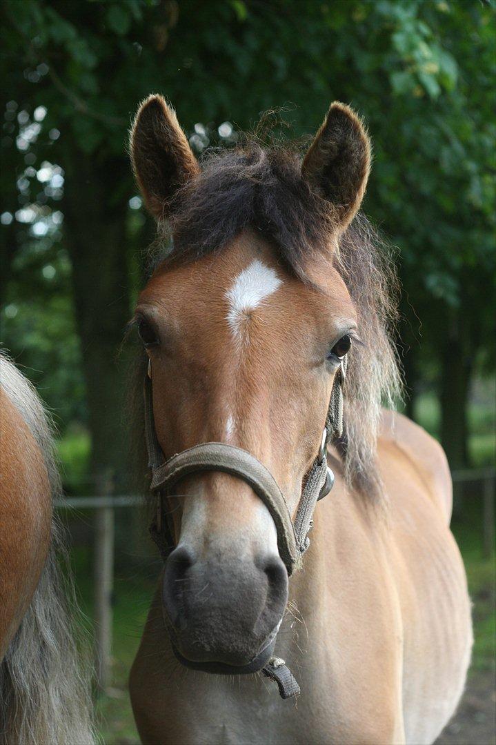 Anden særlig race Bella-Luna - Ridelejr 11

Smukke tøs <3 billede 16