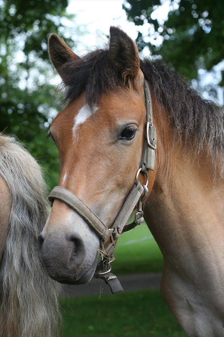 Anden særlig race Bella-Luna - Ridelejr 11

Smuksakken billede 15