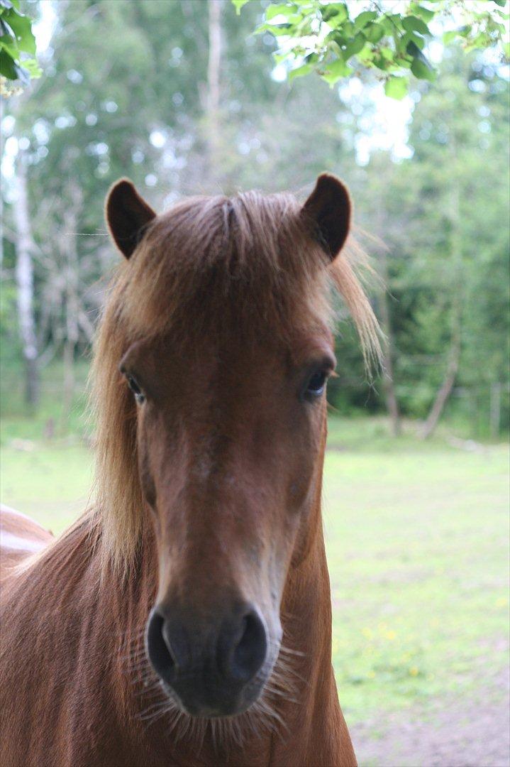 Islænder Feykir - Ridelejr 11

Feykir til afslutnings festen billede 18