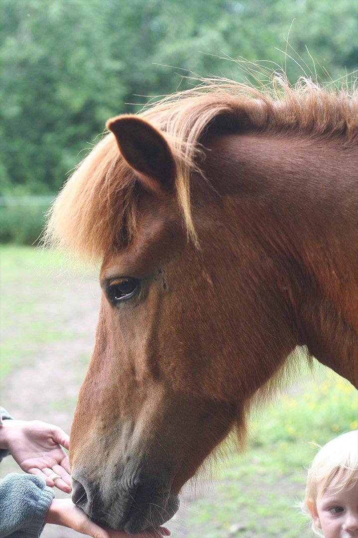 Islænder Feykir - Ridelejr 11

Feykir er Sanon's nye yndling billede 19