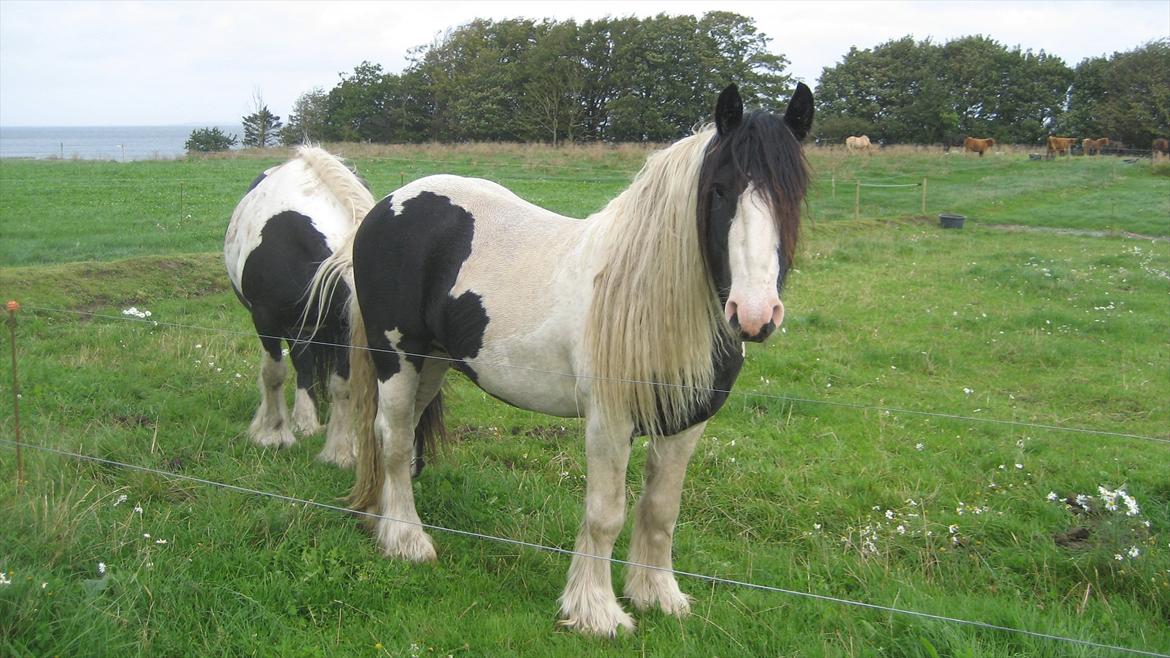Tinker Solsøens Bandit billede 5
