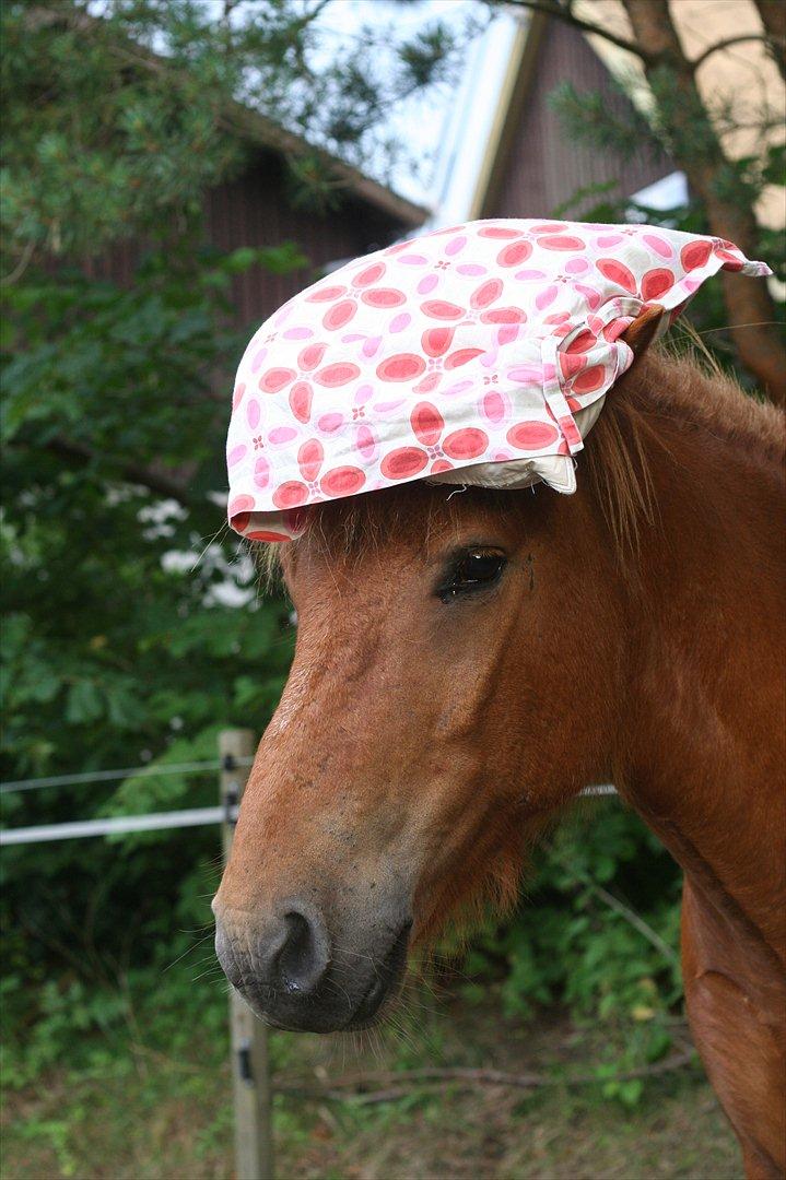 Islænder Feykir - Ridelejr 11

Feykir med pude på hovedet xD billede 20