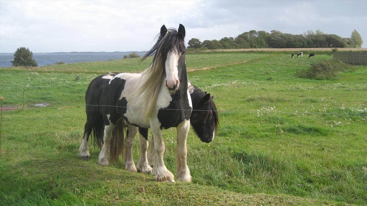 Tinker Solsøens Bandit billede 6