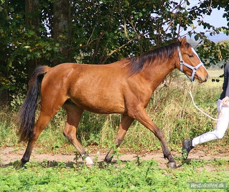 Anden særlig race Chicago - Taget af: Caroline Krabbe. billede 17