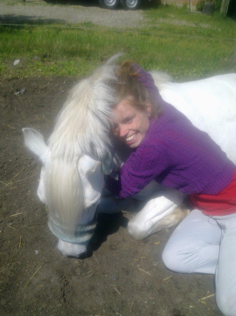 Welsh Mountain (sec A) schnoor`s tifan faye billede 11