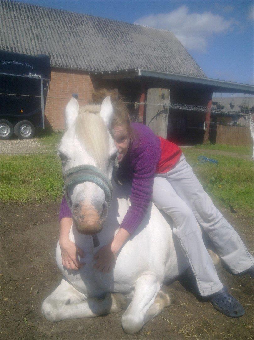 Welsh Mountain (sec A) schnoor`s tifan faye - 2011
<3 love <3 billede 12