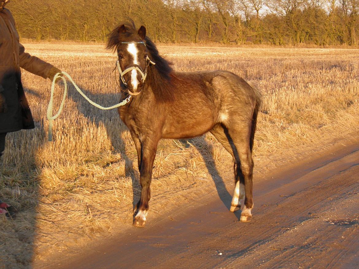 Welsh Mountain (sec A) Lærkegårdens Bad Boy .. Solgt .. - forår 2011 billede 12