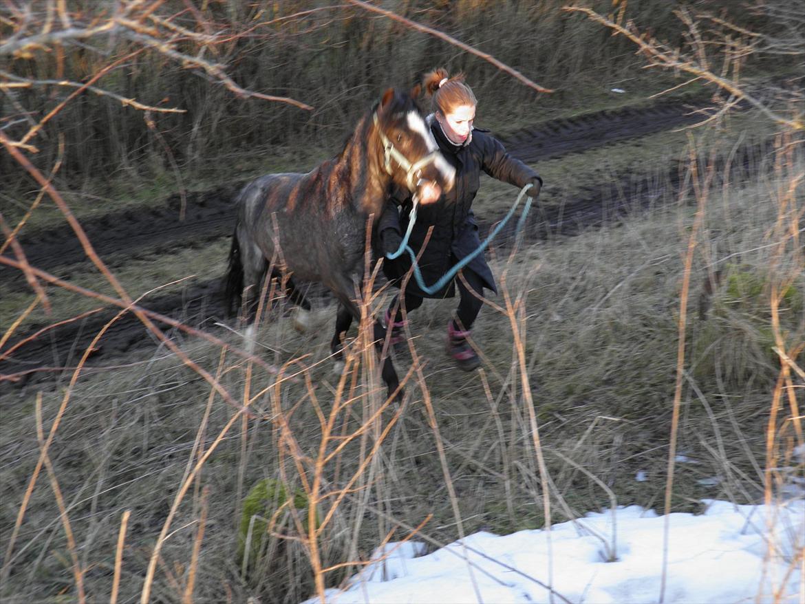 Welsh Mountain (sec A) Lærkegårdens Bad Boy .. Solgt .. - vi træner bagben :-) og min lår... forår 2011
 billede 13