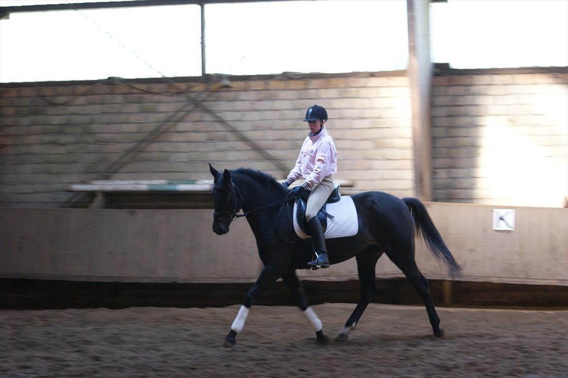 Holstener Iris Von Harknag Solgt :( billede 12