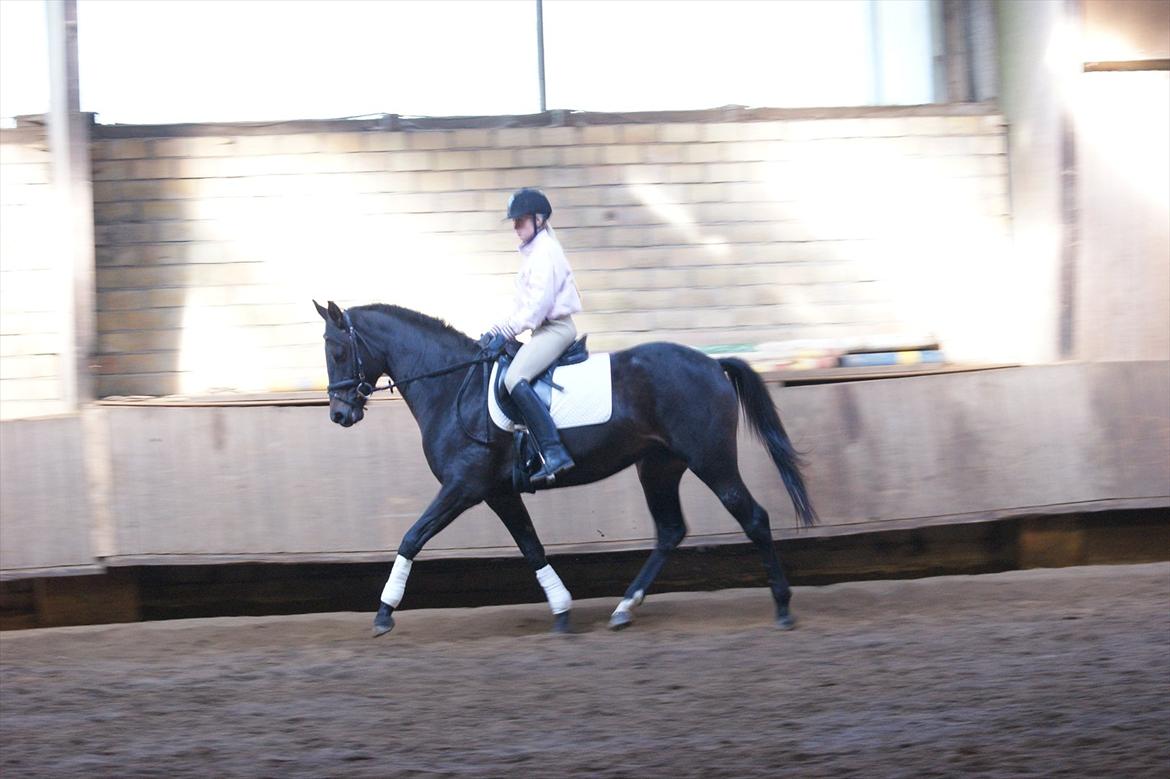 Holstener Iris Von Harknag Solgt :( billede 13