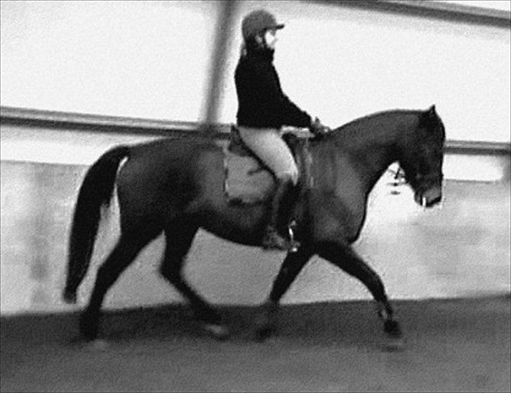 Dansk Varmblod Låise billede 2