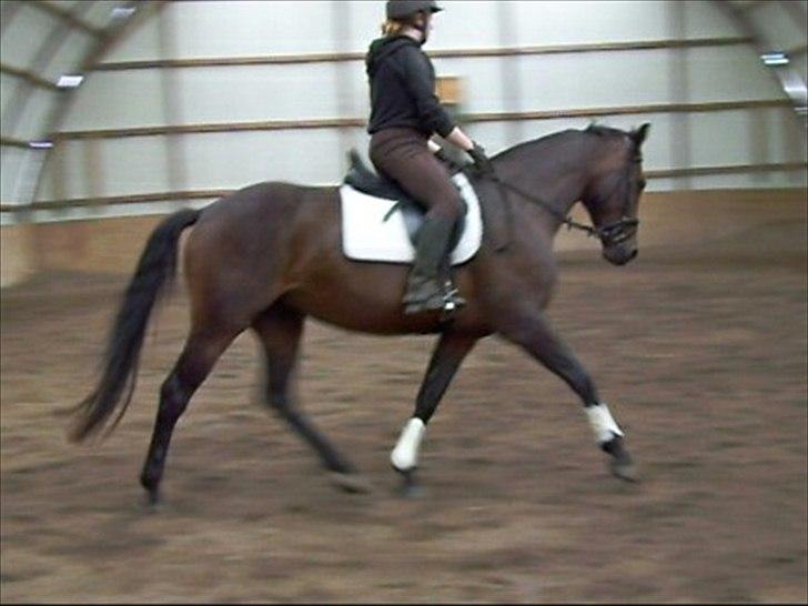 Dansk Varmblod Låise billede 3