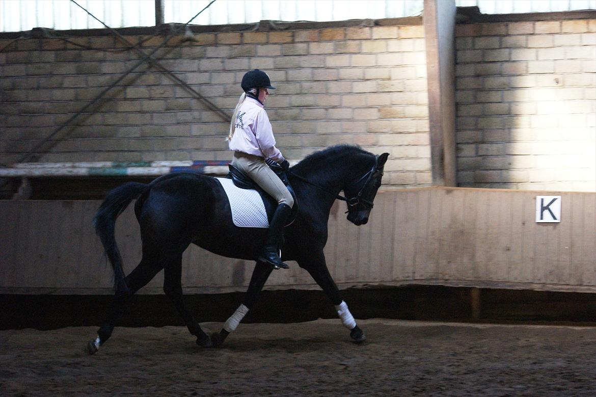 Holstener Iris Von Harknag Solgt :( billede 14