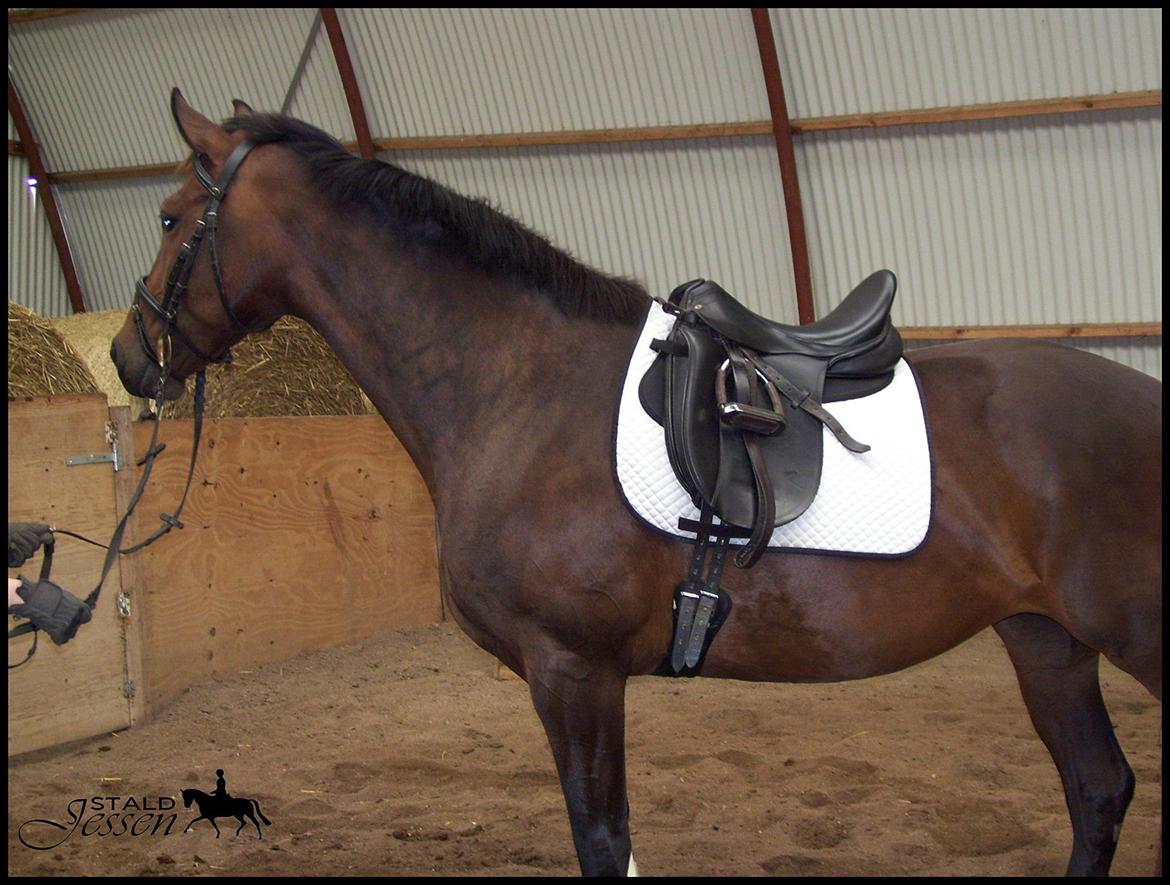 Dansk Varmblod Låise billede 4