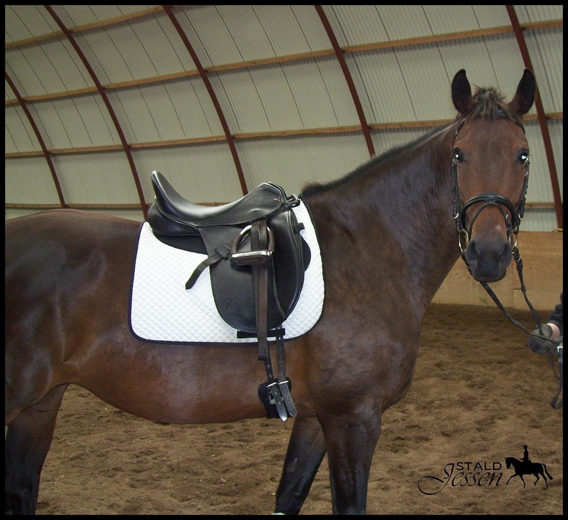 Dansk Varmblod Låise billede 5