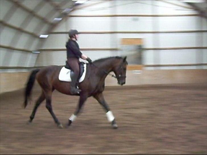 Dansk Varmblod Låise billede 6