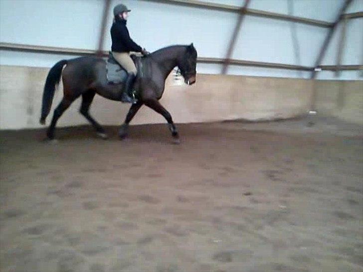 Dansk Varmblod Låise billede 7