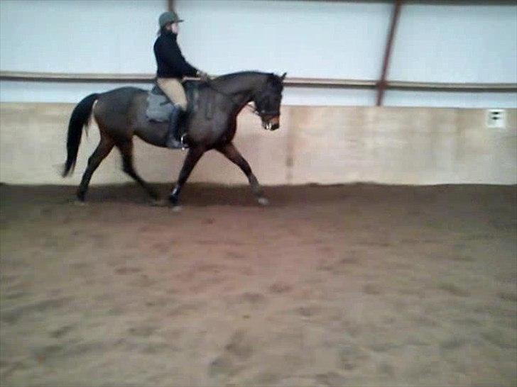 Dansk Varmblod Låise billede 8