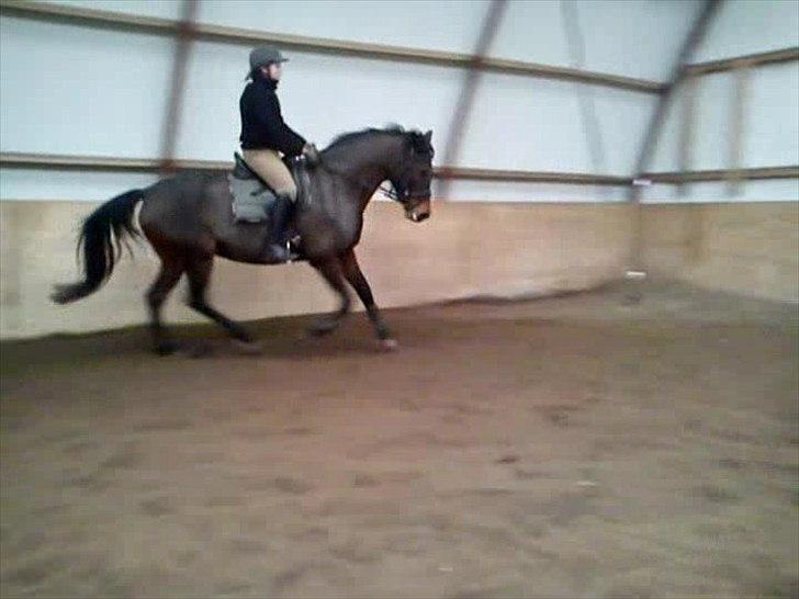 Dansk Varmblod Låise billede 9