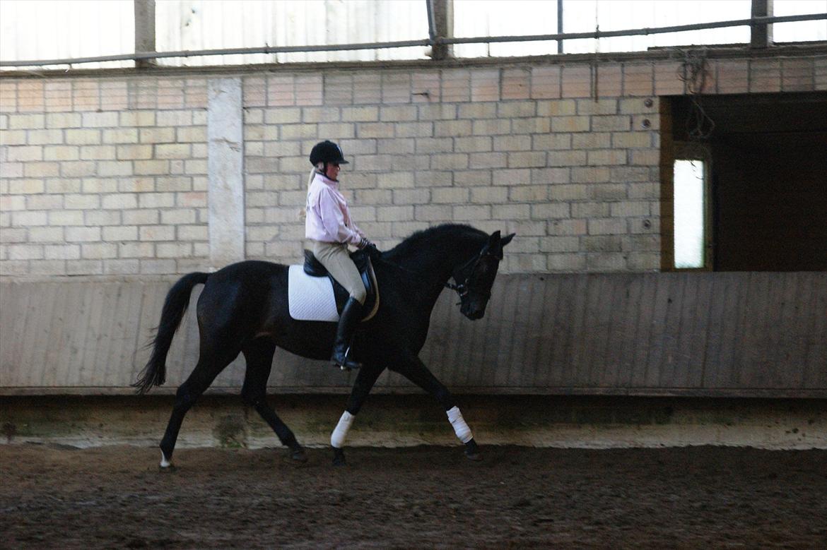 Holstener Iris Von Harknag Solgt :( billede 15