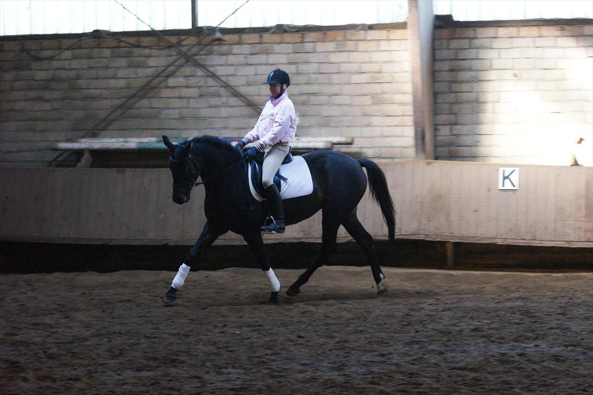 Holstener Iris Von Harknag Solgt :( billede 16