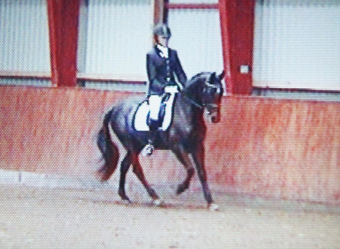 Anden særlig race Natasja (Tusja) - 10.09.11 - Første distriktsstævne - LA1 til 63,48% :-) billede 16