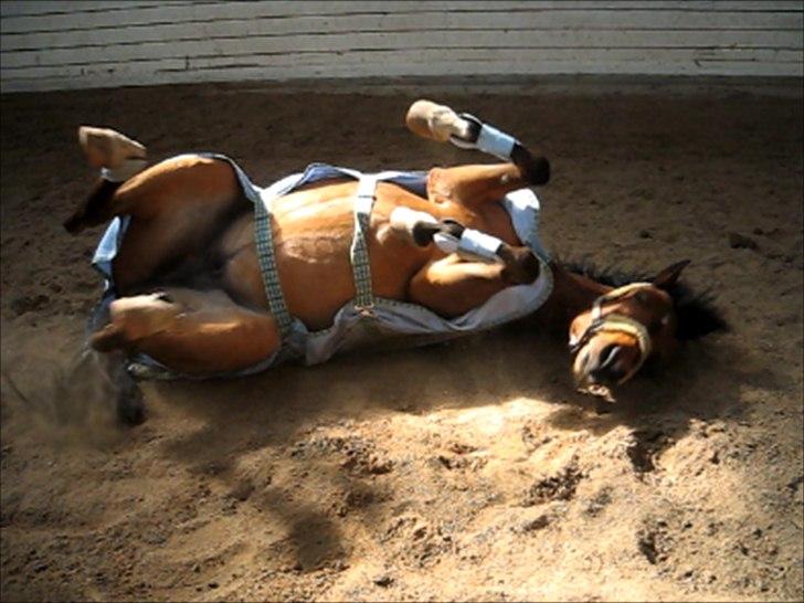 Anden særlig race Frk. Smilla<3 ~savnet~ - nr. 3 Smilla ruller sig :D<3 dejlige pony!
Foto: mig billede 3